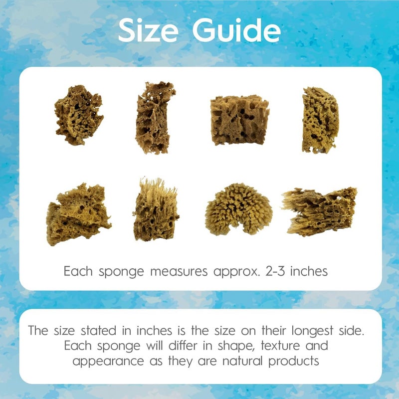 Naroa Artist Natural Sea Sponges for Painting 8 Pack | Unbleached Unique Art Tool Set | Suitable for Acrylic Watercolor, Marbling, Texturing, Pottery, Ceramics - Image 3